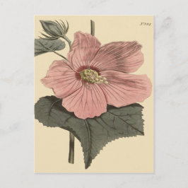 Cartão Postal Ilustração Botânica Marsh Hibiscus