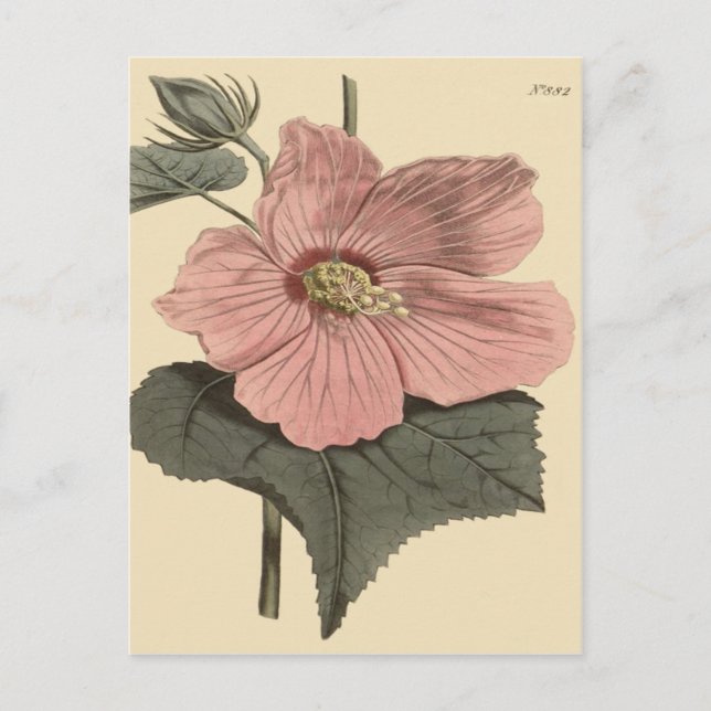 Cartão Postal Ilustração Botânica Marsh Hibiscus (Frente)