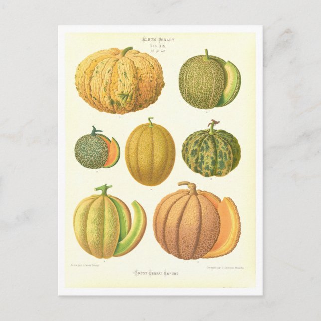 Cartão Postal Ilustração Botânica Melons do Catálogo de Sementes (Frente)