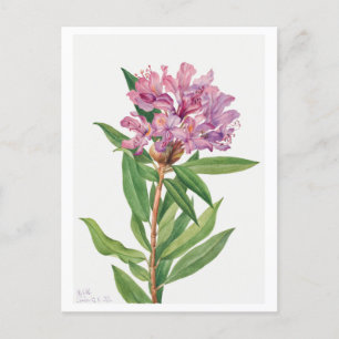 Cartão Postal Ilustração Botânica Rhododendron Rosa
