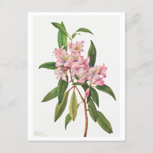 Cartão Postal Ilustração Botânica Rhododendron Rosa