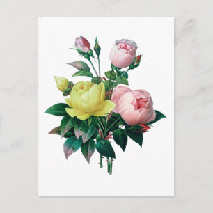 Cartão Postal Ilustração botânica rosa-rosa-vinda, Redoute