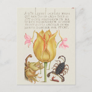Cartão Postal Ilustração Botânica Vintage