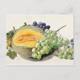 Cartão Postal Ilustração Botânica Vintage