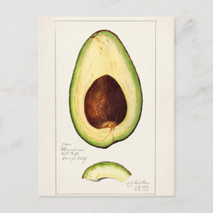 Cartão Postal Ilustração Botânica Vintage