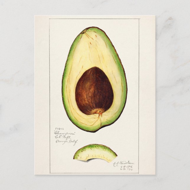 Cartão Postal Ilustração Botânica Vintage (Frente)