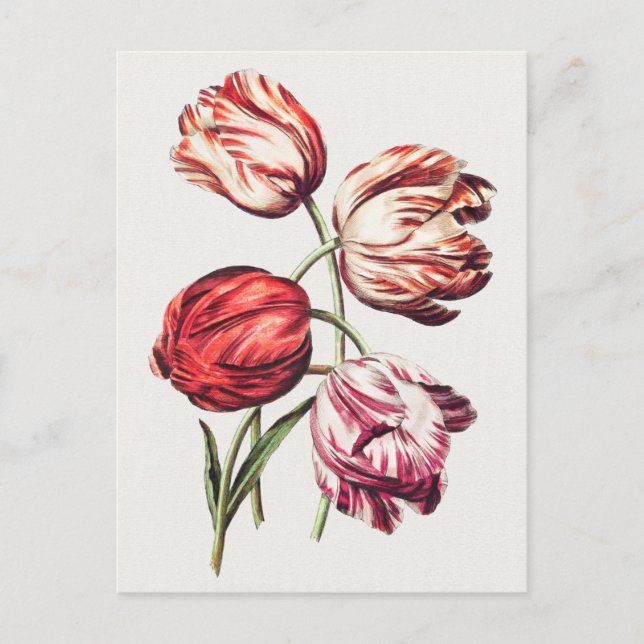 Cartão Postal Ilustração Botânica Vintage (Frente)