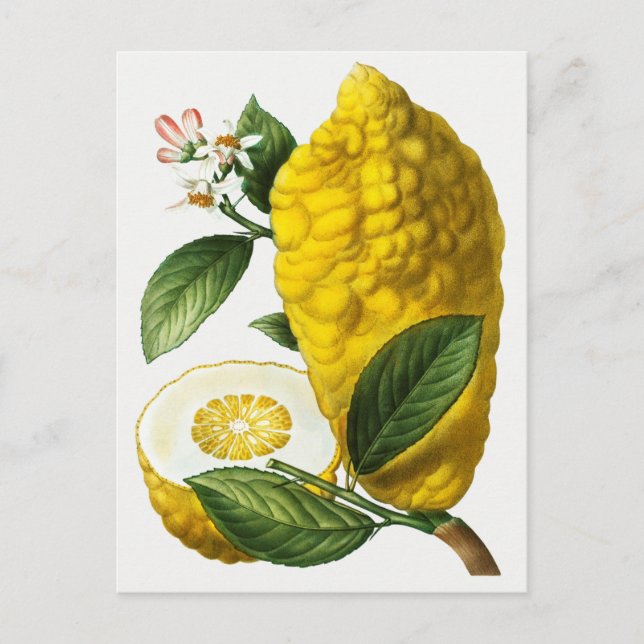 Cartão Postal Ilustração Botânica Vintage (Frente)