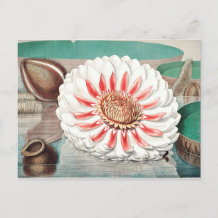 Cartão Postal Ilustração Botânica Vintage