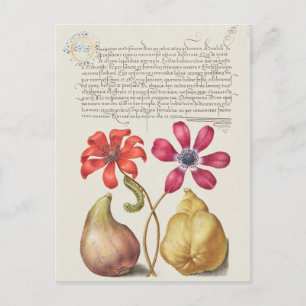 Cartão Postal Ilustração Botânica Vintage