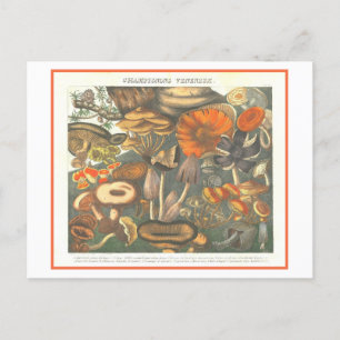 Cartão Postal Ilustração Botânica Vintage Cogumelos Venenosos