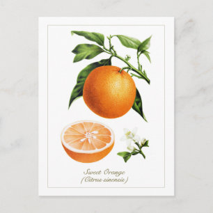 Cartão Postal Ilustração Botânica Vintage de Fruta Laranja 