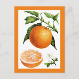 Cartão Postal Ilustração Botânica Vintage de Fruta Laranja