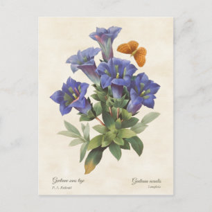 Cartão Postal Ilustração Botânica Vintage de Gentiana Roxa