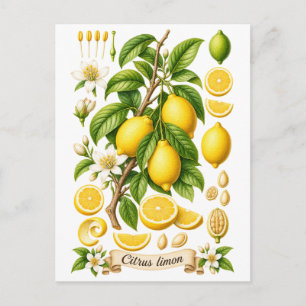 Cartão Postal Ilustração Botânica Vintage de Limão
