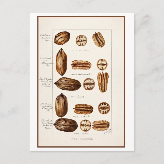 Cartão Postal Ilustração Botânica Vintage de Pecans (Frente)
