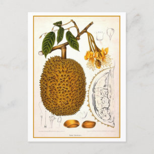Cartão Postal Ilustração Botânica Vintage Durian