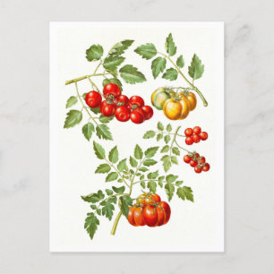 Cartão Postal Ilustração Botânica Vintage Tomato
