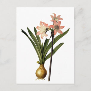 Cartão Postal Ilustração botânica vítrea rosa-rosa, Redoute