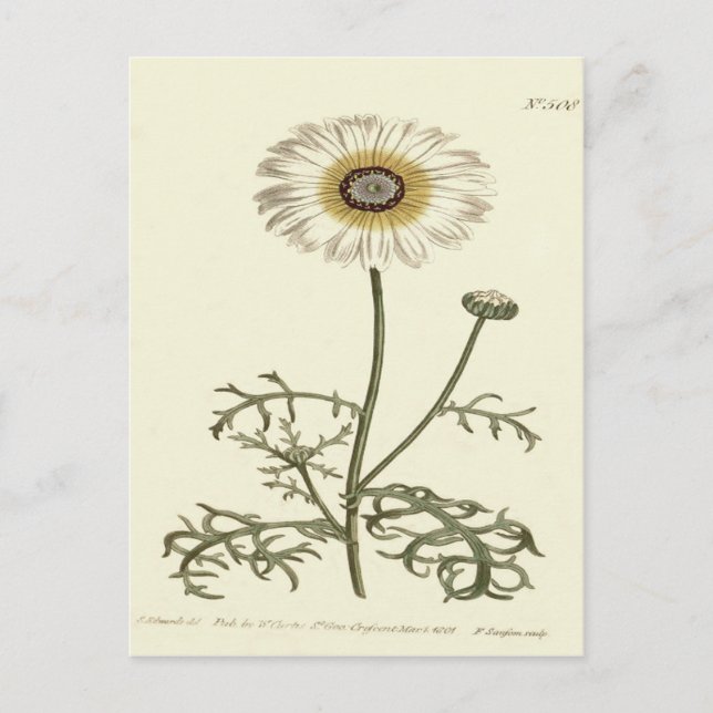 Cartão Postal Ilustração Chrysanthemum Tricolor Amarelo (Frente)