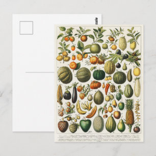 Cartão Postal Ilustração Científica Botânica Vegetal fruta