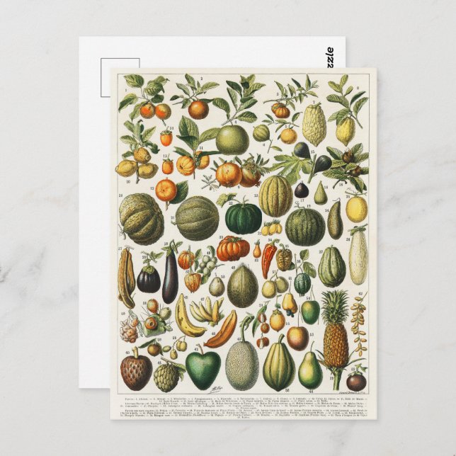 Cartão Postal Ilustração Científica Botânica Vegetal fruta (Frente/Verso)