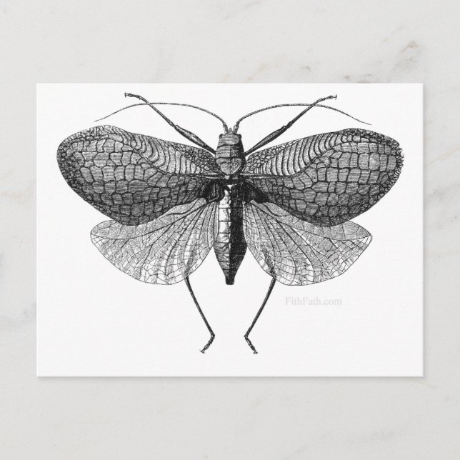 Cartão Postal ilustração científica da mariposa (Frente)