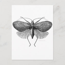 Cartão Postal ilustração científica da mariposa
