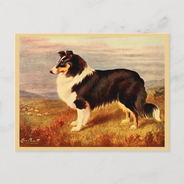Cartão Postal Ilustração Collie dog Vintage (Frente)