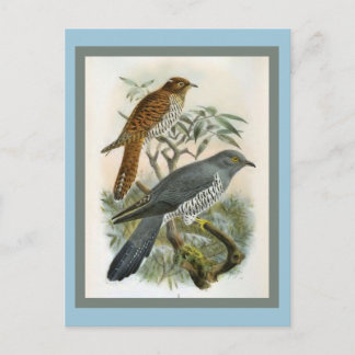 Cartão Postal Ilustração comum de aves de Cuckoo Vintage