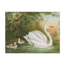 Ilustração da ave de campo "Whooper Swan"