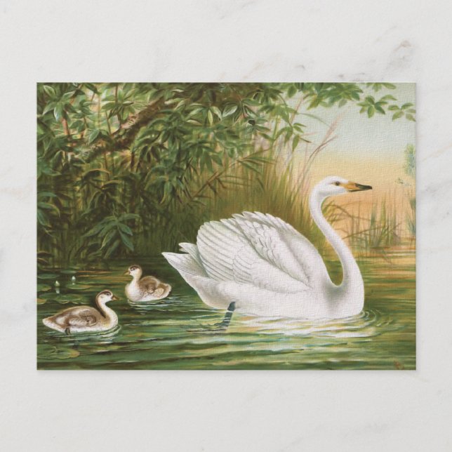 Cartão Postal Ilustração da ave de campo "Whooper Swan" (Frente)
