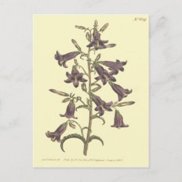 Cartão Postal Ilustração da Campainha Siberiana Roxa