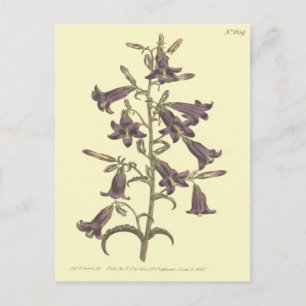 Cartão Postal Ilustração da Campainha Siberiana Roxa