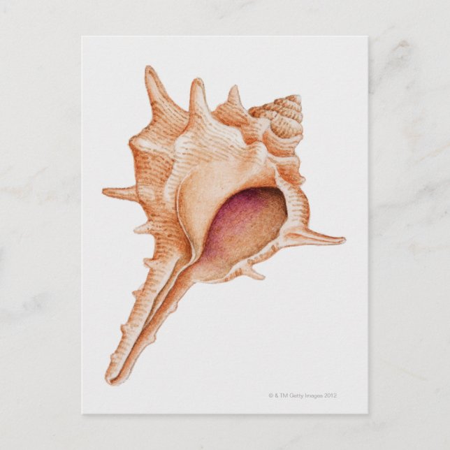 Cartão Postal Ilustração da concha de Murex (Frente)