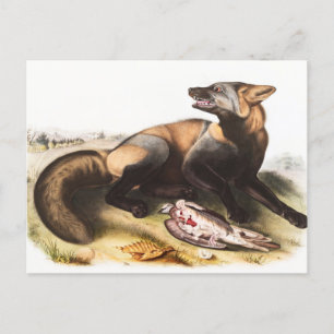 Cartão Postal Ilustração da Cruz Fox Americana (Canis vulpes)