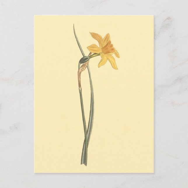 Cartão Postal Ilustração da Flor Amarela Jonquil Daffodil (Frente)