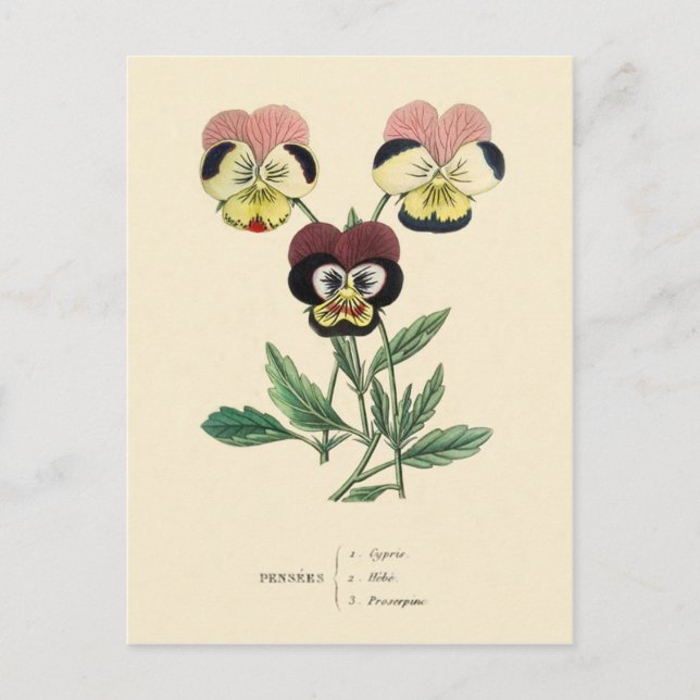 Cartão Postal Ilustração da Flor de Pansy Pansies (Frente)