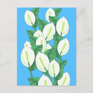 Cartão Postal Ilustração da Lily da Paz Branca