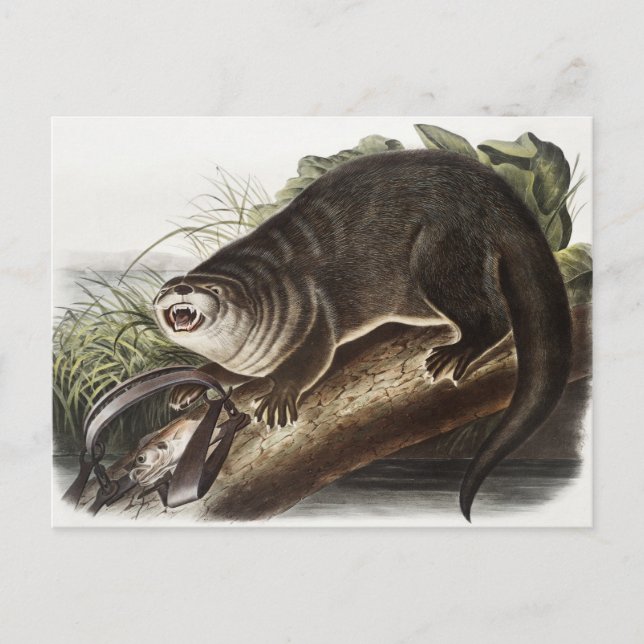 Cartão Postal Ilustração da Lontra do Canadá (Lutra Canadensis) (Frente)