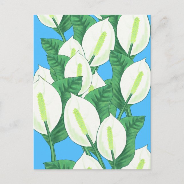 Cartão Postal Ilustração da Peace Lily (Frente)