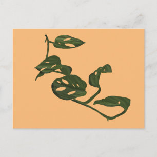 Cartão Postal Ilustração da Planta Queijo Monstera Adanosii Verd