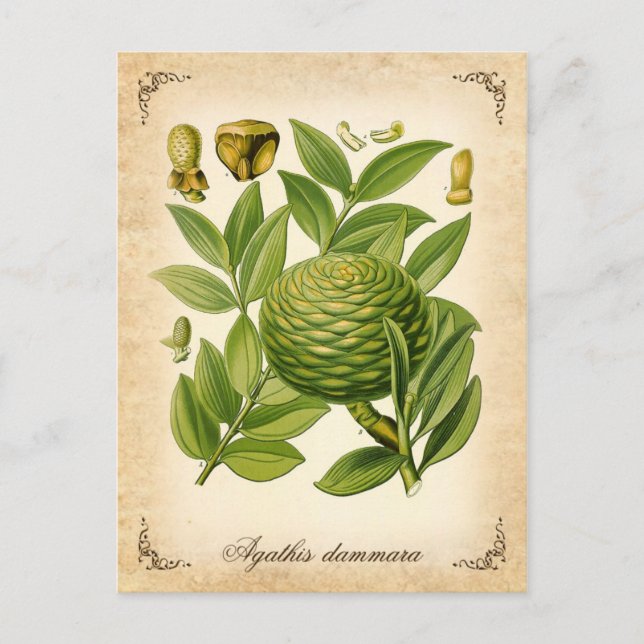 Cartão Postal Ilustração da safra Agathis dammara (Frente)