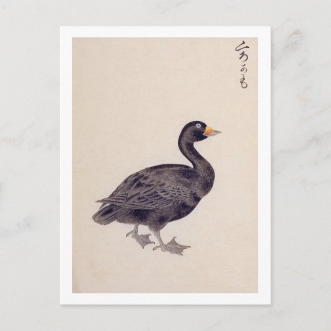 Cartão Postal Ilustração da safra: Cotro comum (Frente)