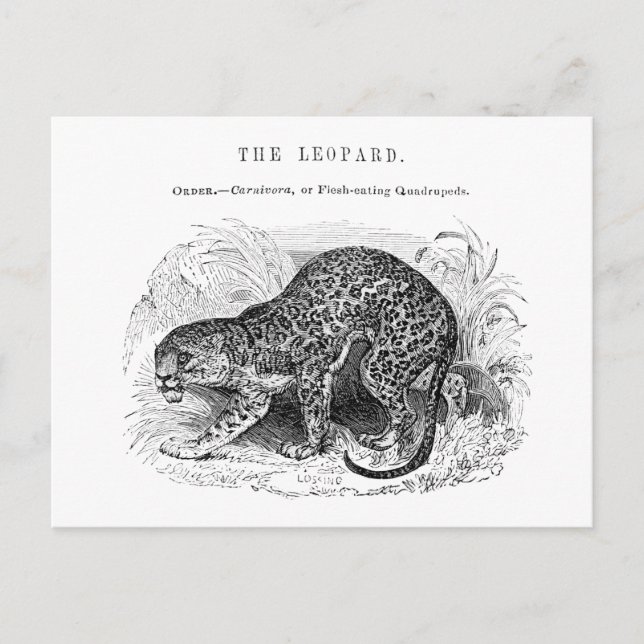 Cartão Postal Ilustração da vida selvagem do leopardo-da-safra (Frente)