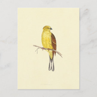 Cartão Postal Ilustração da Vintage do Martelo Amarelo
