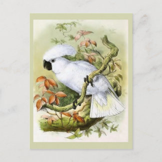 Cartão Postal Ilustração da Vintagem de Cockatoo Penteado