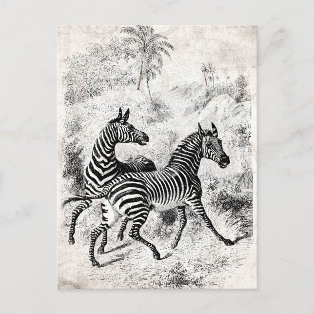 Cartão Postal Ilustração da Zebras, Retro-Velha Zebras, na décad (Frente)