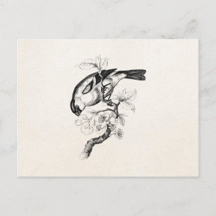 Cartão Postal Ilustração das aves Bullfinch da década de 1800