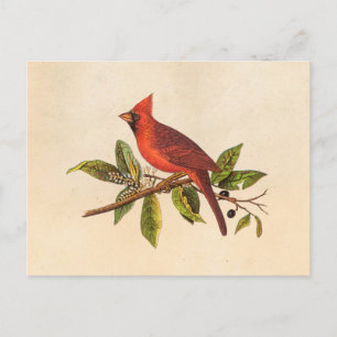 Cartão Postal Ilustração das aves cardinais Vintage - década 